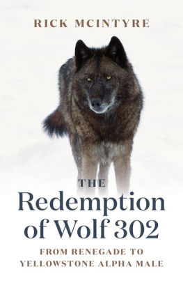 THE REDEMPTION OF WOLF 302: FROM RENEGADE TO YELLOWSTONE ALPHA MALE - MCINTYRE.